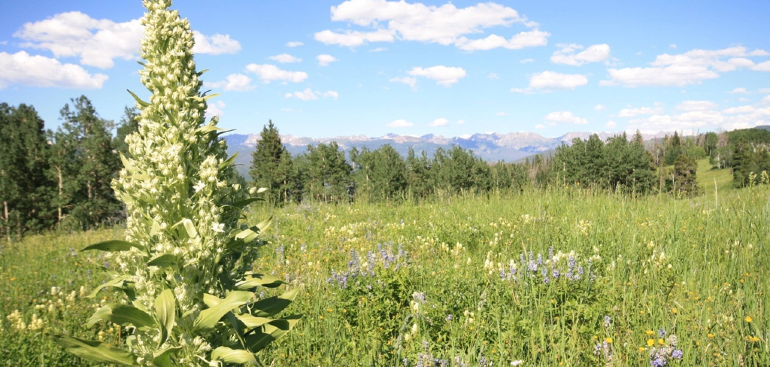beaver-creek-accommodations-elevation-accommodations
